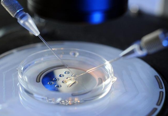 上海助孕公司试管成功率高吗?好柿花生高不高?